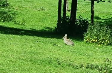Seaside View Caravan in Polperro - Foto 22