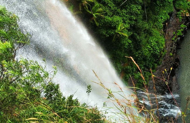 Escursione al Parco Nazionale Springbrook + Avvistamento di canguri - Foto 1