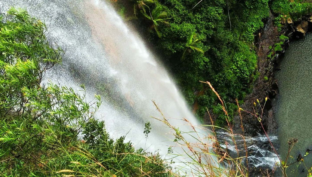 Excursão ao Parque Nacional Springbrook + Avistamento de canguros
