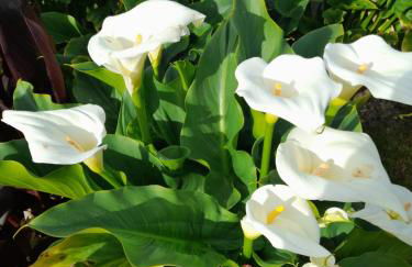 Cantinho da Ana - Foto 47