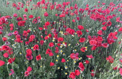 Casa Rural Renueva en Buendía - Foto 41