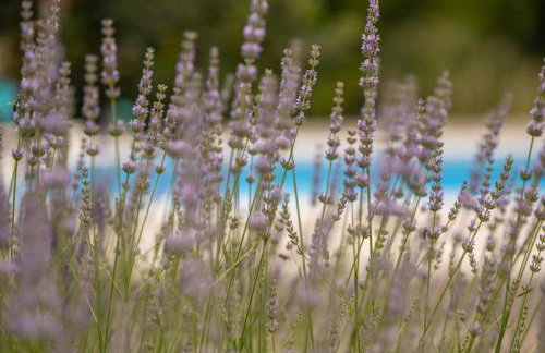 Villa Dalmatina - Foto 27