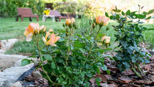 Casa Camporino - Foto 3, Garden