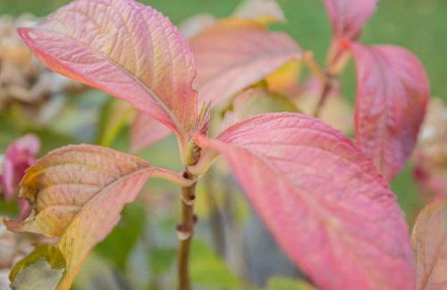 Ferienwohnung Auszeit mit Waldgeflüster 35231 - Foto 7