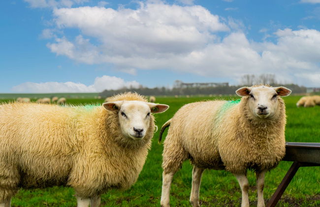 Pavilion 4 - Foto 17