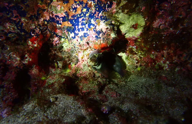 Snorkeling notturno nella spiaggia di Porto dos Frades - Foto 7