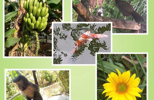 Pousada Chalé na Roça Penedo - Photo 27