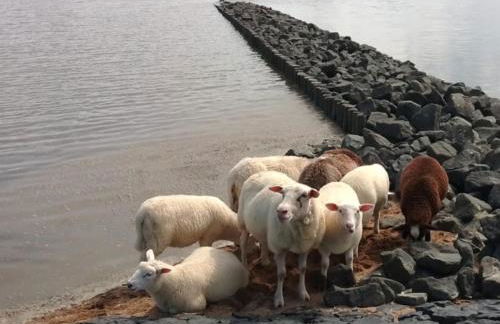 Am alten Deich - Foto 37