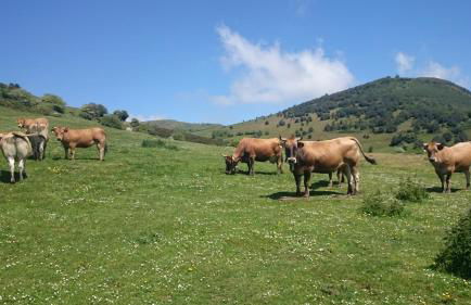 Apartamentos Rurales Balcón Real Senda del Oso - Foto 68