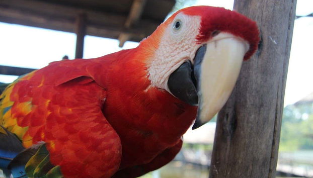 Marasha Natural Reserve Tour - Foto 2