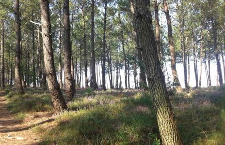 Les Sables Blancs - Foto 24