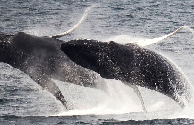 Crucero de avistamiento de ballenas del New England Aquarium - Foto 7
