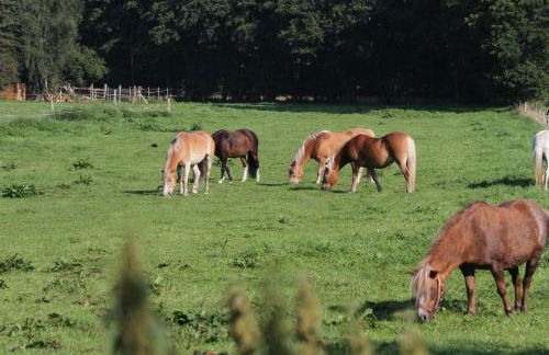 Ferienwohnungen Wulfshof II - Foto 13