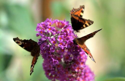 Rosemount Bothy - Highland Cottage - Foto 40