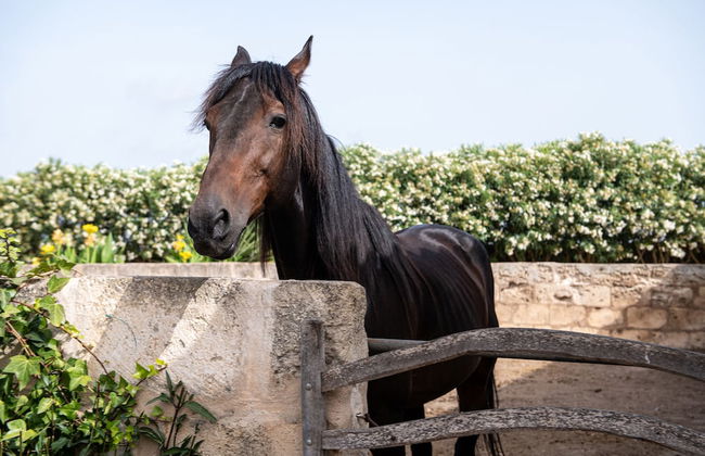 Agroturismo Son Juaneda - Photo 67