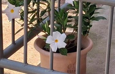 La Provençale - Foto 8