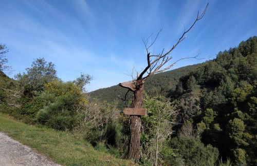 Lousã's Brown & White - Foto 24