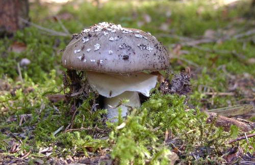 Gästehaus Eichwald - Foto 13