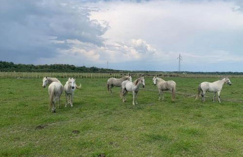 Mas de Cerier - Foto 16