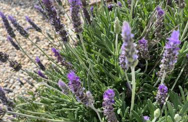 Kareshome-Privacy-view - Photo 7