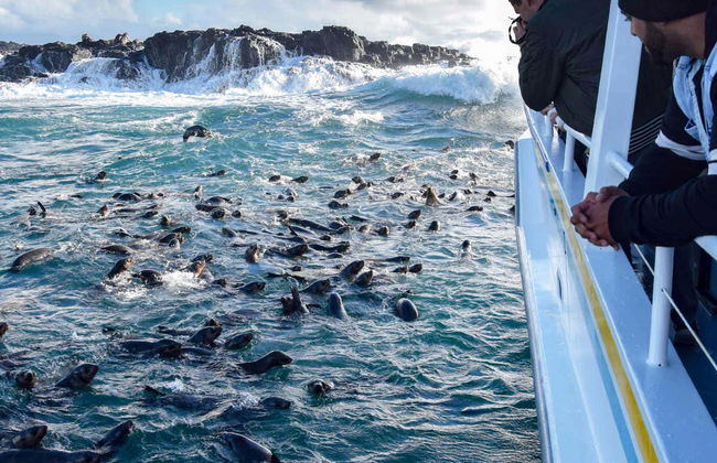 Observation d'otaries - Photo 7