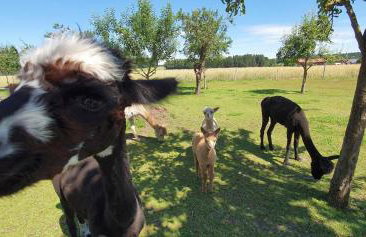 Beim Lenglacher - Photo 7