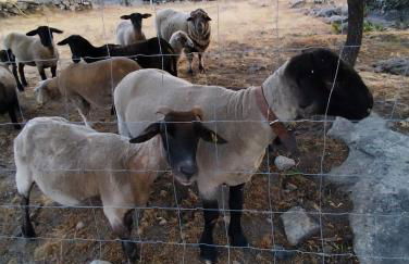 Tapada das Carvalhas - Foto 47