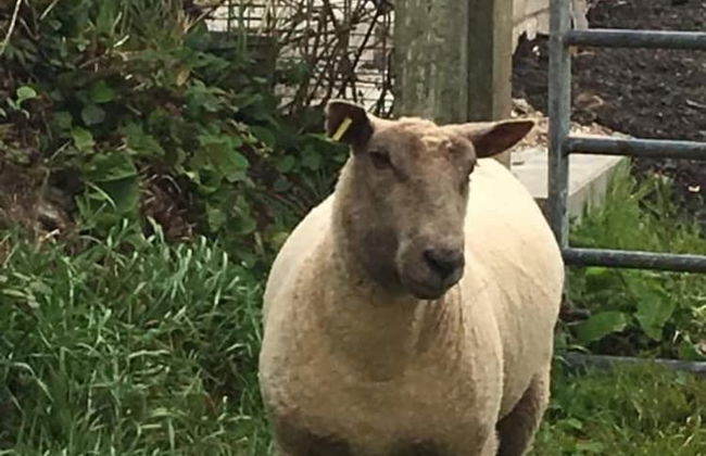 Lovely 3-bed Annex Located on a Working Farm - Foto 11