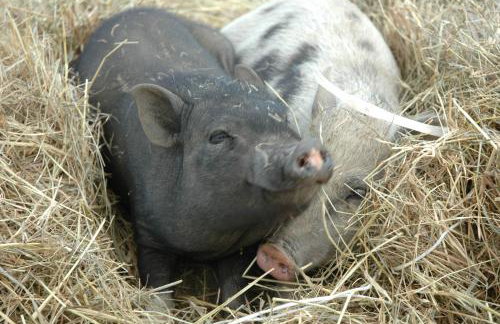 Chata na Zielonym Wzgórzu - Foto 79