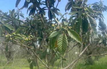 Quinta Pura Natura - Foto 52