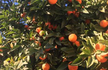 Villa Leomar - Foto 39