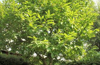 Haus Sonnenruh - Foto 29