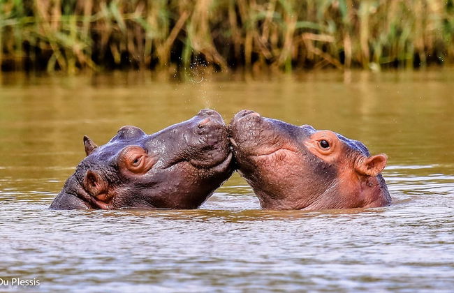 Pelican s Nest Holiday Home St Lucia - Foto 32