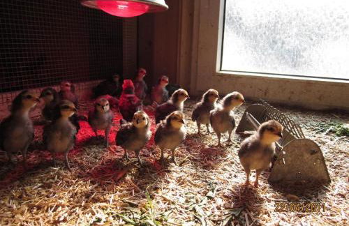 Landhaus op de Warft - Foto 58