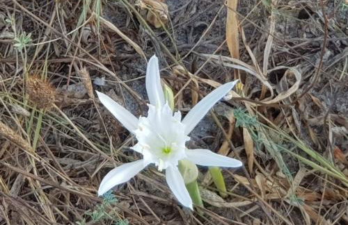 Villetta Cinzia Vista Mare - Foto 33