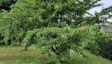 Ferienwohnung Kirschenknupp - Foto 5, Garden view