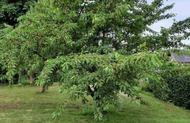 Ferienwohnung Kirschenknupp - Foto 5