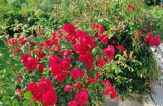 Villa Belle - Foto 74