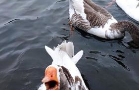 Suíte Superior no Laje de Pedra (1003) - Foto 43