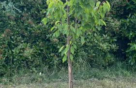 Under The Tuscan Trees - Foto 14