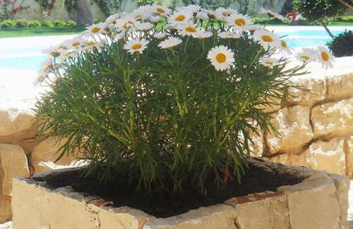 Il Giardino Dei Carrubi - Foto 12