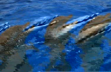 Excursión a Valencia + Oceanogràfic y Hemisfèric - Foto 3