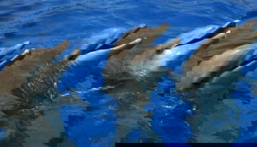 Dauphins à l'Oceanogràfic