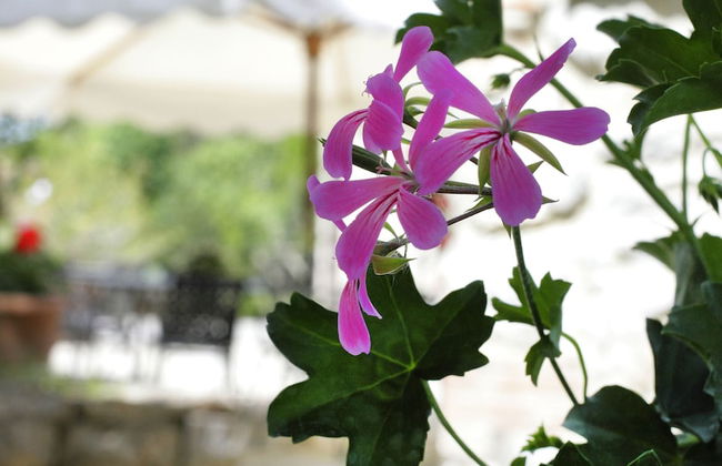 Il Colombaio di Cencio - Foto 66