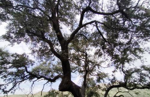 Encinar de Aguas Blancas - Foto 29