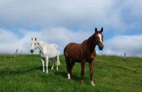Ferienwohnung im Fachwerkhaus - Foto 14