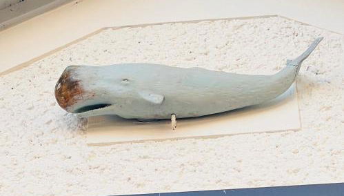 Le cache a l eau - Foto 5