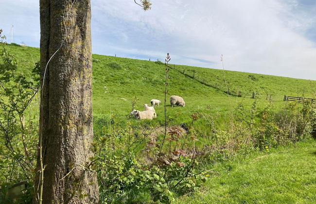 6 Pers Sunny House With Equipped Terrace Behind a Dike at Lauwersmeer - Foto 21