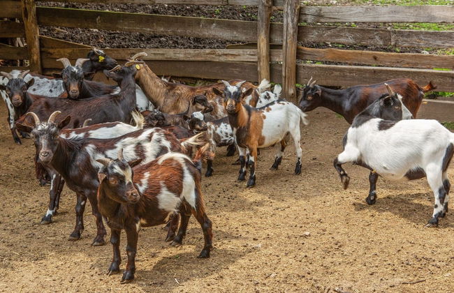 Farmhouse in Verbania With Lake Views - Foto 12