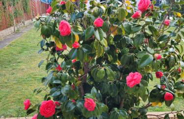 Dolphin House - Foto 52